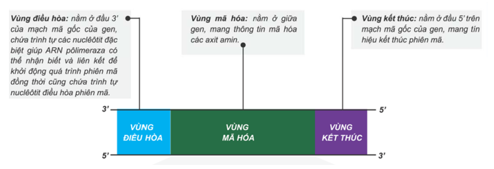 Vùng điều hoà là vùng A. quy định trình tự sắp xếp các axit amin trong (ảnh 1)