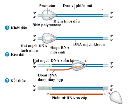 Trong quá trình phiên mã, enzym ARN-polimeraza bám vào A. Vùng 3’ của mạch (ảnh 1)