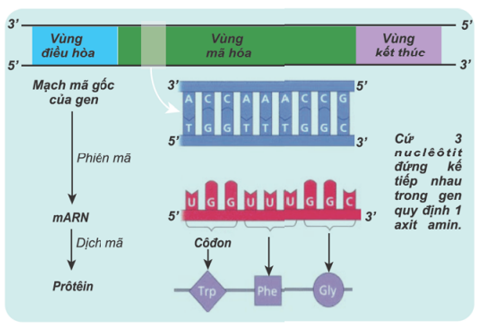Bản chất của mối quan hệ ADN → ARN → chuỗi polipeptit là gì? (ảnh 1)