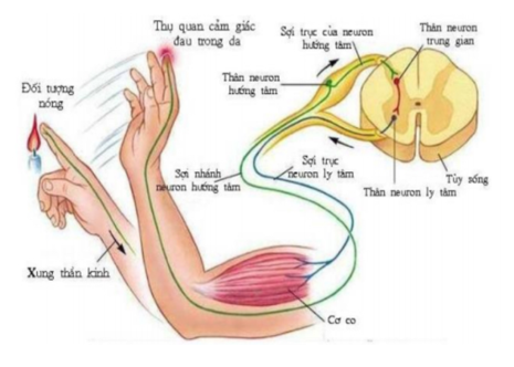 Trong phản xạ rụt tay khi chạm vào vật nóng thì trung tâm xử lý thông tin nằm ở đâu (ảnh 1)