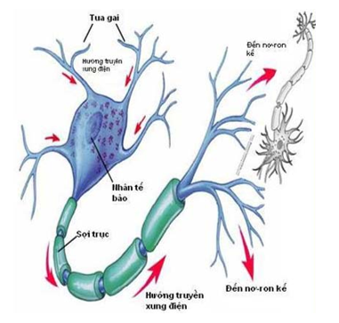 Vận tốc truyền xung thần kinh trên dây thần kinh có bao miêlin ở người khoảng (ảnh 1)