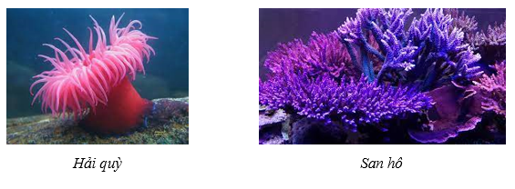 Đâu là điểm khác nhau giữa hải quỳ và san hô? (ảnh 1)