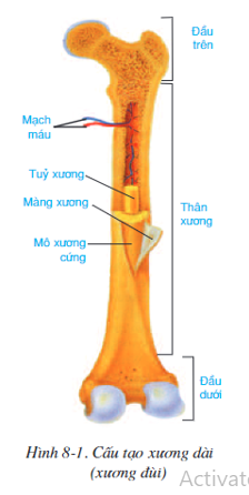 Xương dài được cấu tạo gồm 2 phần, đó là:    Sụn bọc đầu xương, mô xương xốp (ảnh 1)
