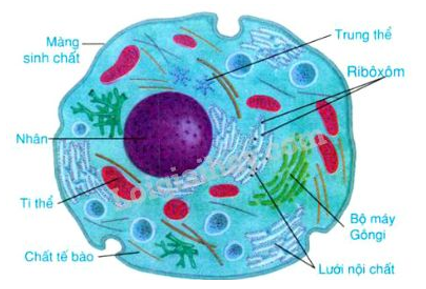 Thành phần không thể thiếu của một tế bào là:     Màng sinh chất (ảnh 1)