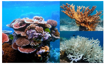 Đặc điểm nào dưới đây là của san hô? (ảnh 1)