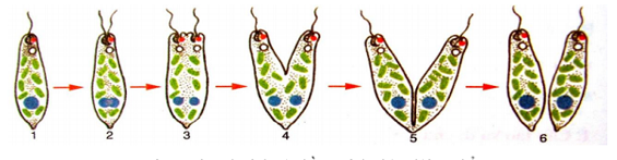Hình thức sinh sản chủ yếu của trùng roi xanh là (ảnh 1)