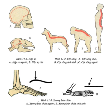 Bộ xương người và bộ xương thú khác nhau ở đặc điểm nào sau đây ? (ảnh 1)