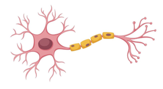 Nơron là tên gọi khác của loại tế bào nào? (ảnh 1)