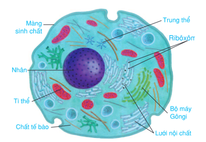 Đơn vị chức năng cơ bản của cơ thể là:     Tế bào (ảnh 1)
