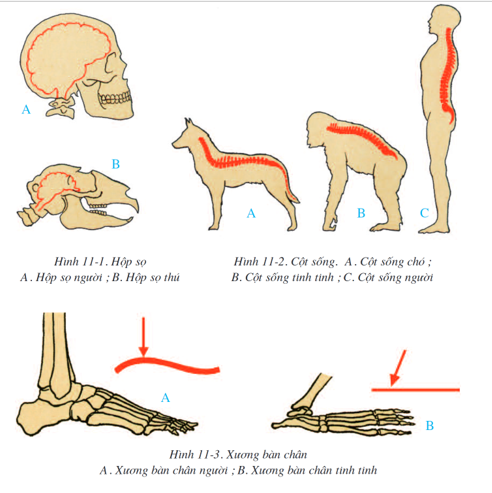 Sự khác biệt trong hình thái, cấu tạo của bộ xương người và bộ xương thú chủ yếu là do nguyên nhân (ảnh 1)