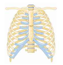 Loại xương nào dưới đây không tham gia cấu tạo nên lồng ngực (ảnh 1)