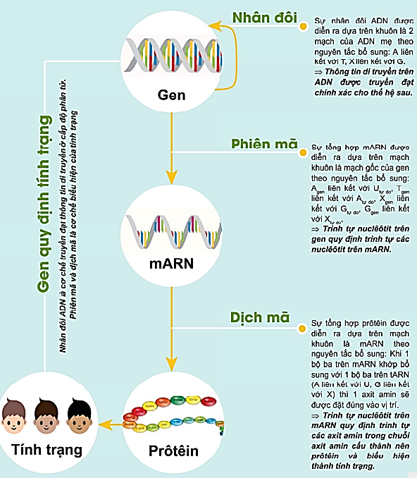 Mối quan hệ giữa gen và tính trạng được biểu hiện qua sơ đồ nào sau đây (ảnh 1)