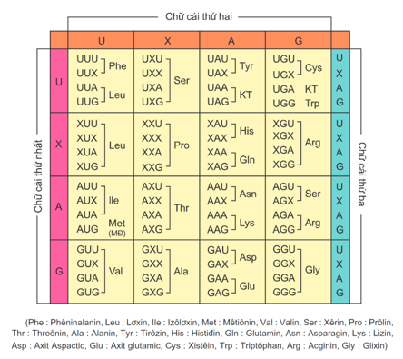 Tất cả các loài sinh vật đều có chung một bộ mã di truyền, trừ một vài ngoại lệ (ảnh 1)