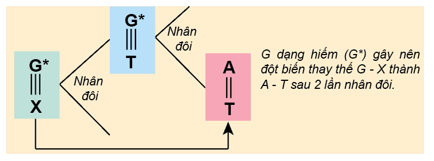 Gen ban đầu có cặp nuclêôtit chứa G hiếm (G*) là X-G*, sau đột biến cặp này (ảnh 1)