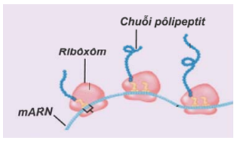 Trong quá trình dịch mã, trên một phân tử mARN thường có một số ribôxôm cùng hoạt động (ảnh 1)