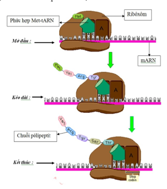 Loại axit nucleic đóng vai trò như “người phiên dịch” của quá trình dịch mã (ảnh 1)