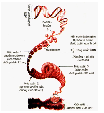 Nhiễm sắc thể ở sinh vật nhân chuẩn được cấu tạo từ chất nhiễm sắc có thành phần (ảnh 1)