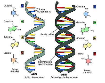 Nuclêôtit nào sau đây không tham gia cấu tạo nên ADN (ảnh 1)