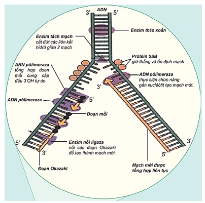 Khi nói về quá trình nhân đôi ADN, những phát biểu nào sau đây là đúng? (ảnh 1)