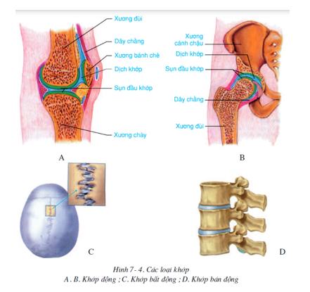 Loại khớp ở giữa xương có đĩa sụn và mức độ vận động hạn chế là (ảnh 1)