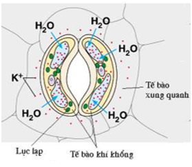 Khi tế bào khí khổng trương nước thì: A. Vách (mép) mỏng căng ra (ảnh 1)