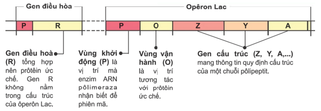 Quan sát hình ảnh sau về cơ chế hoạt động của operon Lac ở vi khuẩn Ecoli  Có bao nhiêu phát biểu sau đây là đúng 1 Hình ảnh trên mô tả