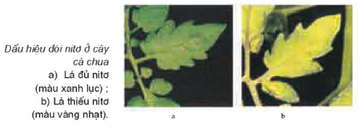 Vai trò của Nitơ đối với thực vật là: A. Thành phần của axit nuclêôtit (ảnh 1)