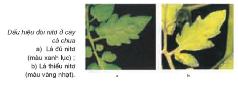 Nhận định không đúng khi nói về vai trò của nitơ đối với cây xanh: (ảnh 1)