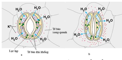 Cơ chế đóng mở khí khổng là do 	A. sự co giãn không đều giữa mép (ảnh 1)