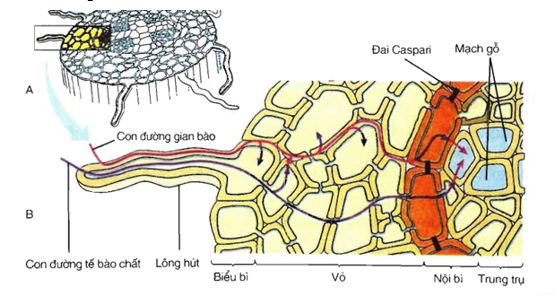 Nước và các ion khoáng xâm nhập từ đất vào mạch gỗ của rễ theo những (ảnh 1)