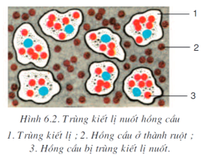 So với kích thước của hồng cầu, thì trùng kiết lị có kích thước (ảnh 1)