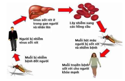 Trùng sốt rét không thích nghi kí sinh ở (ảnh 1)