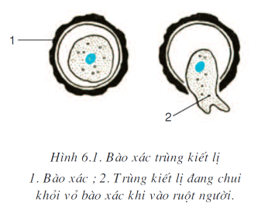 Ở ngoài tự nhiên trùng kiết lị tồn tại ở dạng (ảnh 1)