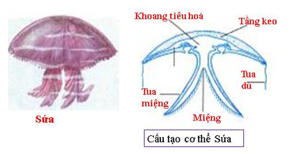 Tầng keo dày của sứa có ý nghĩa gì? (ảnh 1)