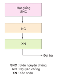 Hệ thống sản xuất giống cây trồng tuân theo trình tự (ảnh 1)