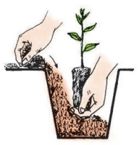 Đâu là bước thứ tư trong quá trình trồng cây (ảnh 3)