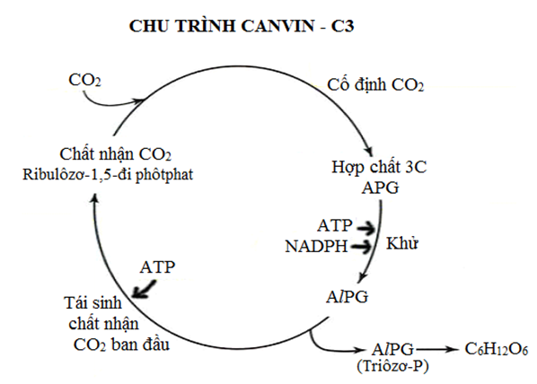Khi nói về chu trình Canvin của quang hợp, phát biểu nào sau đây sai A. Giai đoạn khử đã chuyển hóa chất (ảnh 1)