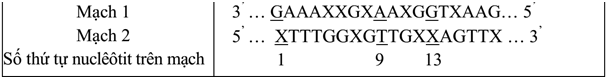 Cho biết các codon mã hóa các axit amin như sau: Leu: XUU, XUX, XUG, XUA Trp: UGG Gln: XAA, XAG (ảnh 1)