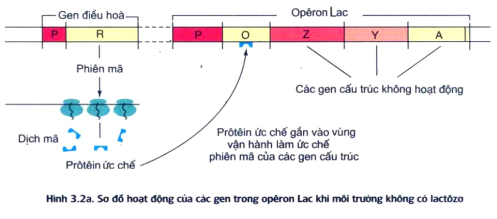Có mấy nội dung dưới đây đúng khi trình bày về operon lac ở vi khuẩn đường ruột E. coli I. Operon (ảnh 1)