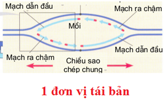 Cho các phát biểu sau: tìm phát biểu đúng  	A. Khi môi trường có đường Lactozơ, đột biến ở gen cấu trúc Z (ảnh 1)