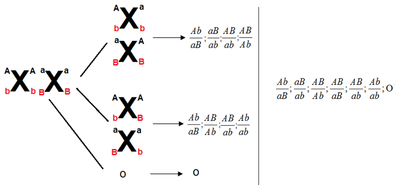 Một cơ thể động vật có kiểu gen Ab/aB*De/deX^M*Y . Trong quá trình giảm phân hình thành giao tử đực (ảnh 1)