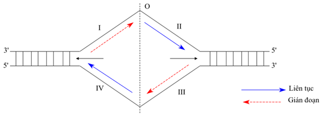 Một đoạn ADN ở khoảng giữa 1 đơn vị nhân đôi như hình vẽ (O là điểm khởi đầu sao chép; I, II, II, IV (ảnh 2)