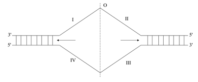 Một đoạn ADN ở khoảng giữa 1 đơn vị nhân đôi như hình vẽ (O là điểm khởi đầu sao chép; I, II, II, IV (ảnh 1)