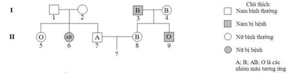 ). Sự di truyền bệnh P ở người do 1 trong 2 alen quy định và được thể hiện (ảnh 1)