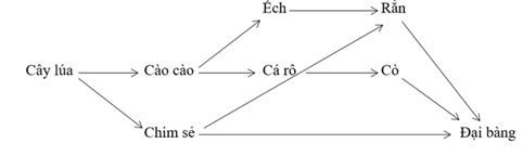 Giả sử có 1 mạng lưới dinh dưỡng như sau Kết luận nào sau đây đúng? (ảnh 1)