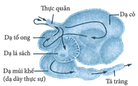 Hình vẽ sau đây mô tả dạ dày (ảnh 1)