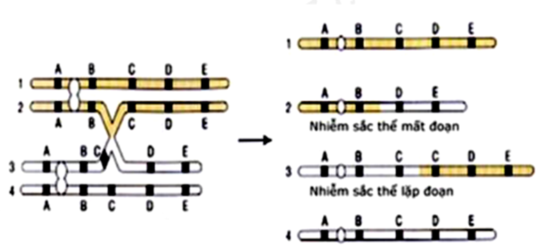 Sự trao đổi chéo không cần giữa hai crômatit khác nguồn trong cặp nhiễm sắc thể kép (ảnh 1)