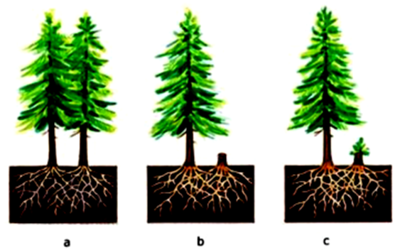 Hiện tượng liền rễ ở cây thông nhựa là ví dụ minh họa cho mối quan hệ  	A. hỗ trợ cùng loài (ảnh 1)