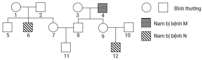 Phả hệ ở hình sau mô tả sự di truyền của bệnh M và bệnh N ở người, mỗi bệnh đều do 1 trong 2 alen  (ảnh 1)
