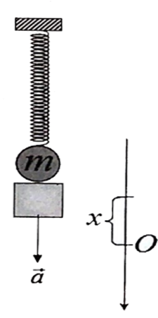 Vật m= 100g treo đầu tự do của con lắc lò xo thẳng đứng k= 20 N/m (ảnh 1)